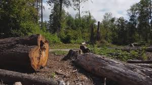 Best Arborist Consultation Services  in Pollock Pines, CA